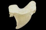 Pathological Otodus Shark Tooth - Morocco #116713-1